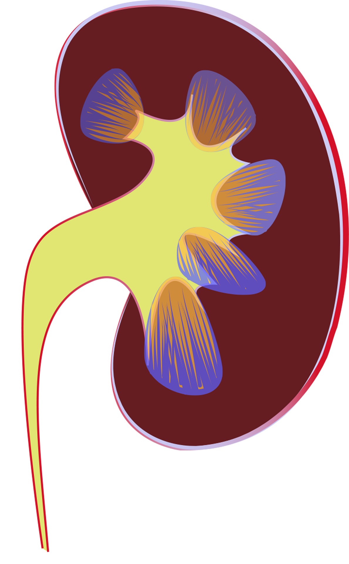 kidney 1710923 1920